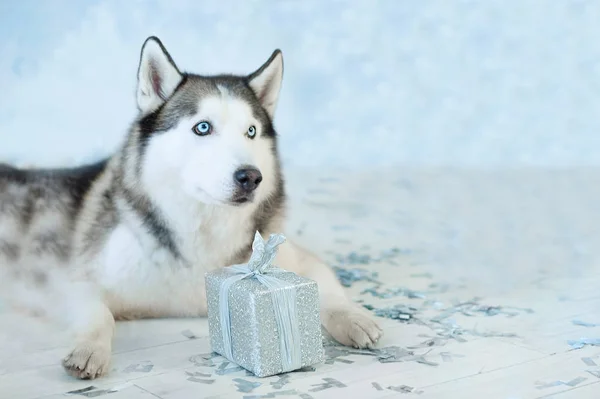 Husky dog with present box. — Stock Photo, Image