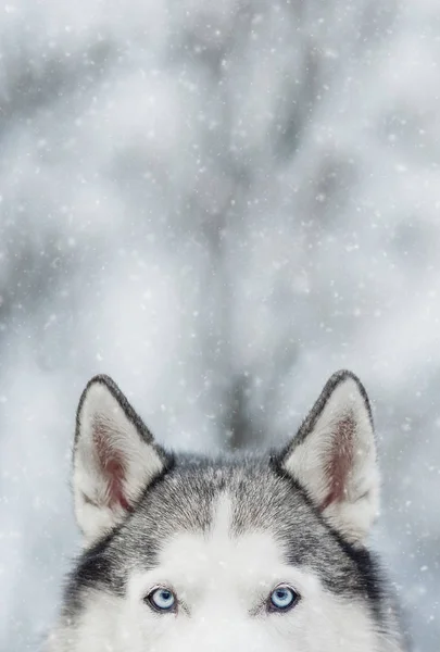 Siberian Husky im Hintergrund Wald mit Schnee. — Stockfoto