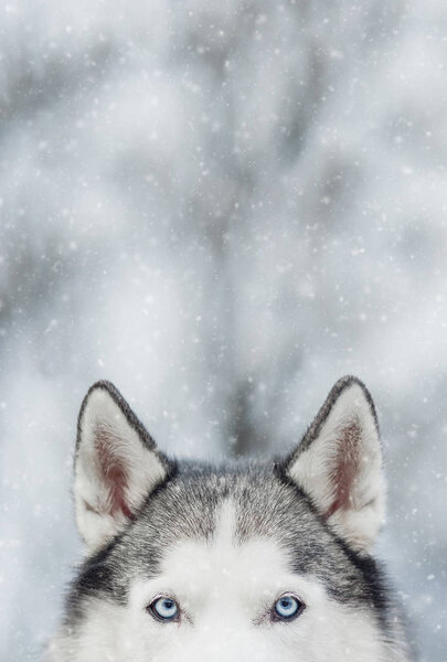 Portrait of Siberian Husky on background forest with snow