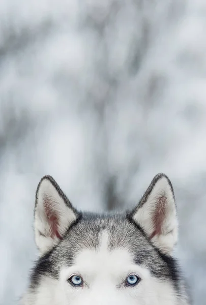 Siberische Husky op achtergrond bos met sneeuw. — Stockfoto