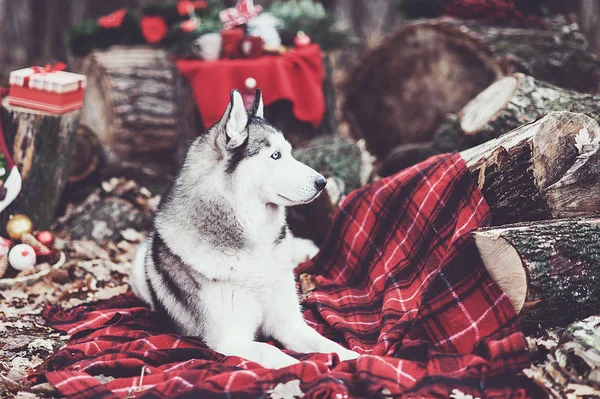 Lindo husky siberiano cerca de la decoración de Navidad —  Fotos de Stock