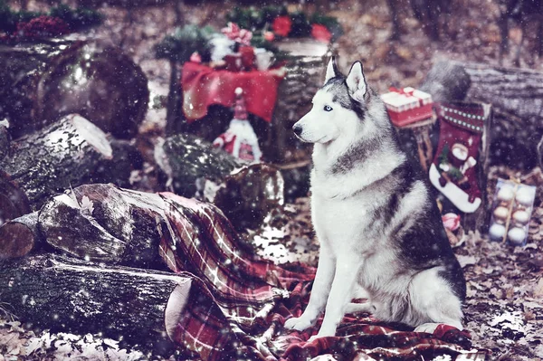 Сибирский хаски около рождественского украшения — стоковое фото