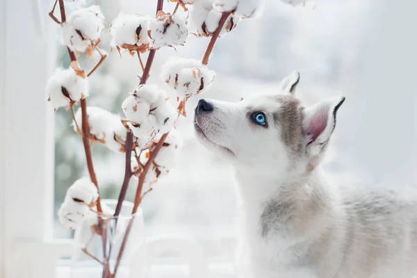 Husky puppy sniffs cotton branches — Stock Photo, Image