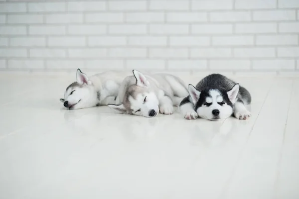 Husky valpar sover — Stockfoto