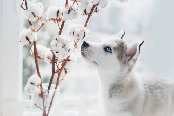 Husky puppy sniffs cotton branches Royalty Free Stock Photos