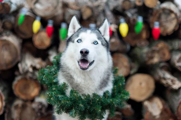 Beautiful cute smiling Siberian Husky dog sitting with Christmas wreath on neck. Symbol of new year 2018 — Stock Photo, Image