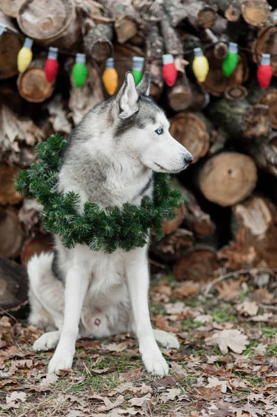 Όμορφη χαριτωμένο χαμογελώντας Σιβηρικό γεροδεμένο σκυλί κάθεται με Χριστουγεννιάτικο στεφάνι στο λαιμό. Σύμβολο του νέου έτους 2018 — Φωτογραφία Αρχείου
