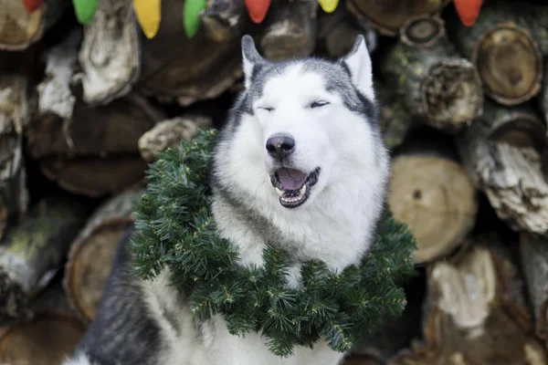 아름 다운 귀여운 웃는 시베리안 허스키 강아지 목에 화 환 크리스마스와 함께 앉아. 새 해 2018의 상징 — 스톡 사진