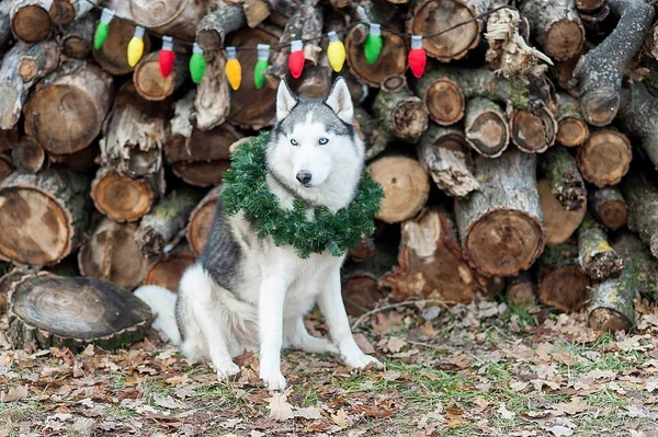 Noel çelenk boyun ile oturan güzel sevimli gülümseyen Sibirya Husky köpek. Yeni yıl 2018 sembolü — Stok fotoğraf
