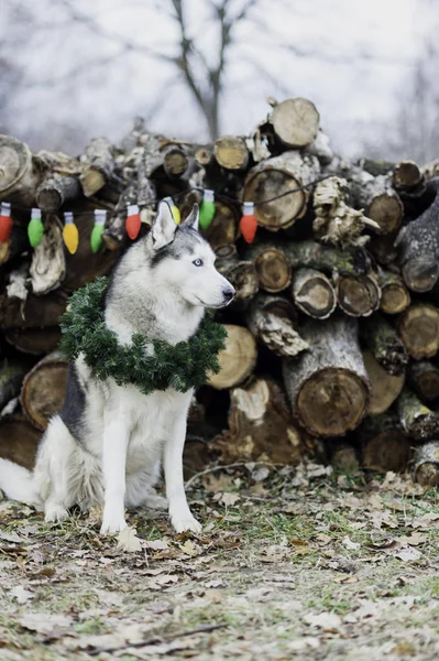 Bonito sorriso bonito Siberian Husky cão sentado com grinalda de Natal no pescoço. Símbolo de Ano Novo 2018 — Fotografia de Stock