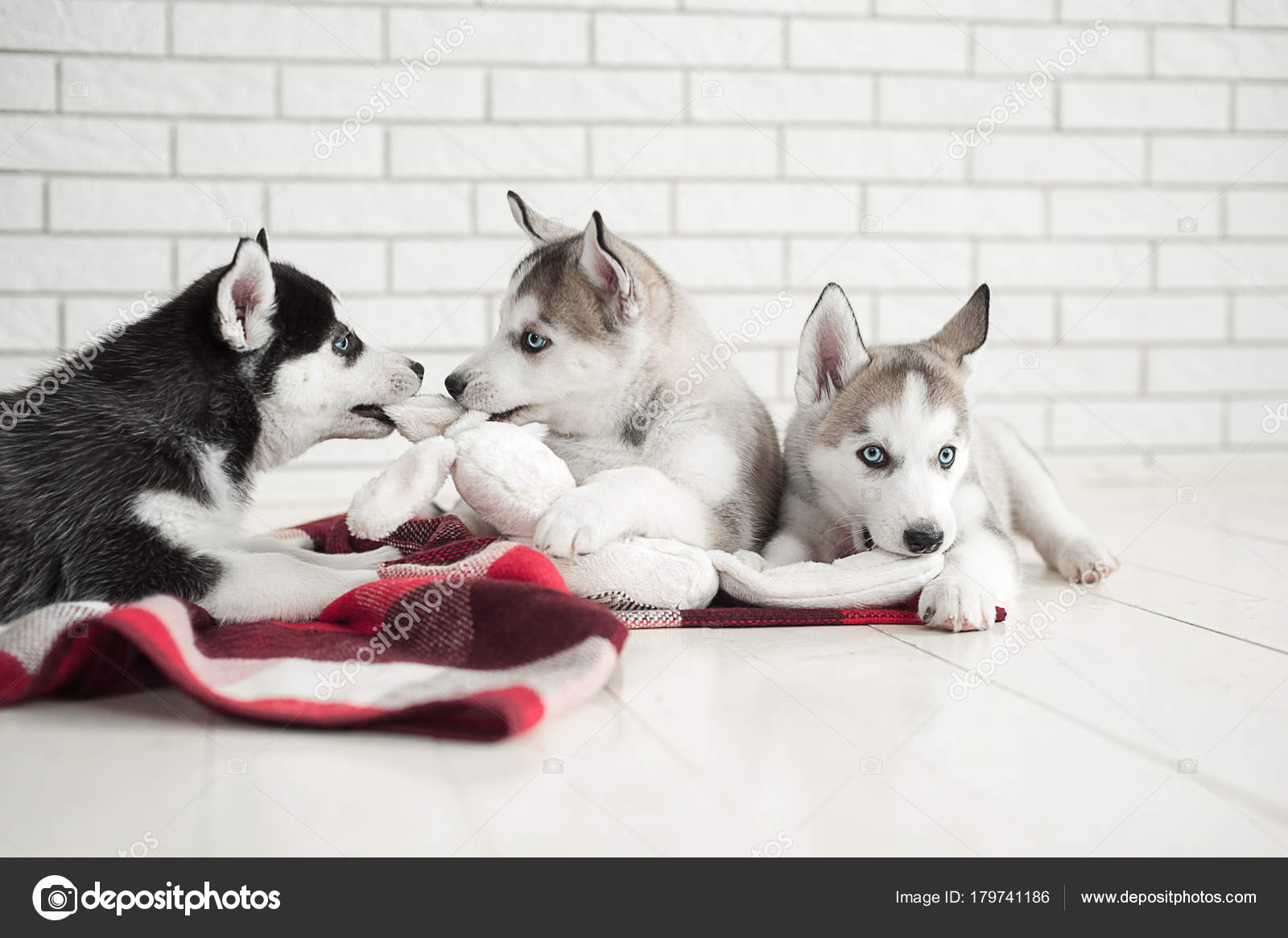 Joli Petit Garcon Et Trois Jeunes Chiots Husky Dormant Sur Un Fond Blanc Symbole De La Nouvelle Annee 18 Image Libre De Droit Par Serenko Nata C Joli Petit Garcon Et Trois Jeunes Chiots Husky Dormant Sur Un Fond Blanc Symbole De La Nouvelle Annee 18 Image Libre De Droit Par Serenko Nata C