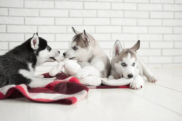 Schattige kleine jongen en drie jonge husky pups slapen op een witte achtergrond. Symbool van het nieuwe jaar 2018 — Stockfoto