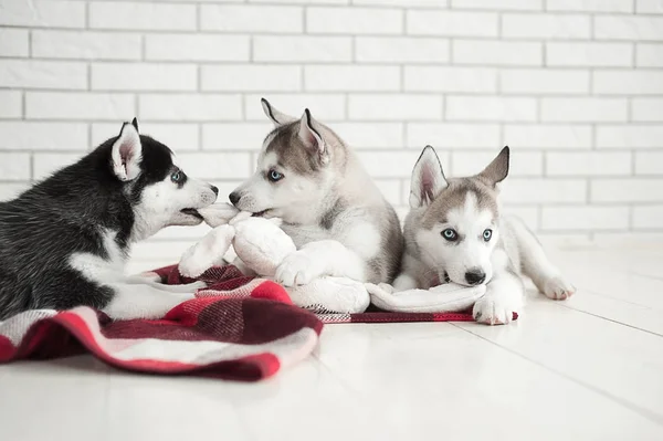 Sevimli küçük bir çocuk ve üç genç husky yavru beyaz bir arka plan üzerinde uyuyor. Yeni yıl 2018 sembolü — Stok fotoğraf