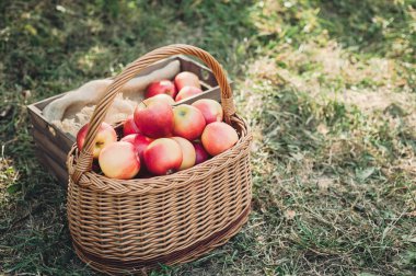 Olgun Kırmızı elma sepeti ve yeşil çimenlerin üzerinde ahşap kutu 