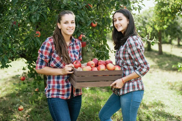 Girls with big box of red apples in Orchard garden. Harvest Concept. Teenagers eating fruits at fall harvest.