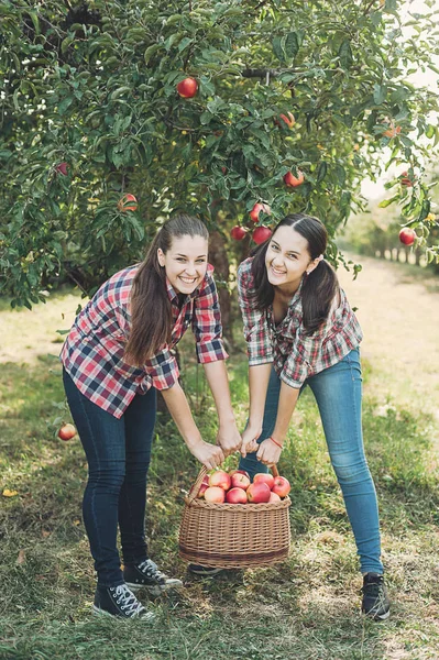 Girls with big basket of red apples in Orchard garden. Harvest Concept. Teenagers eating fruits at fall harvest.