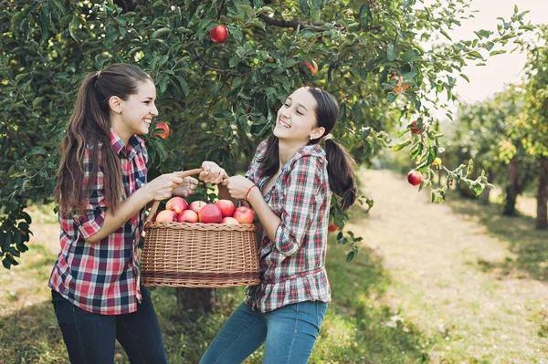 Girls with big basket of red apples in Orchard garden. Harvest Concept. Teenagers eating fruits at fall harvest.