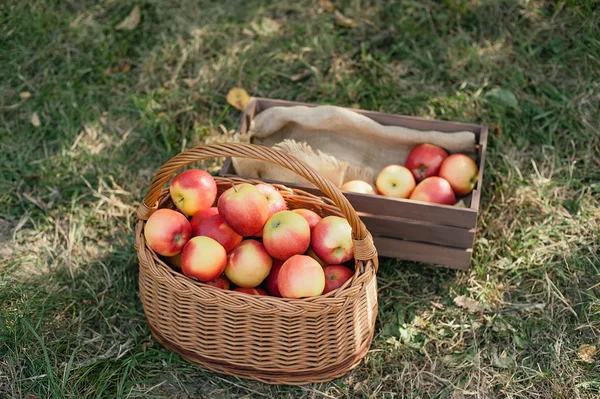 Pommes Rouges Mûres Dans Panier Boîte Bois Sur Herbe Verte — Photo