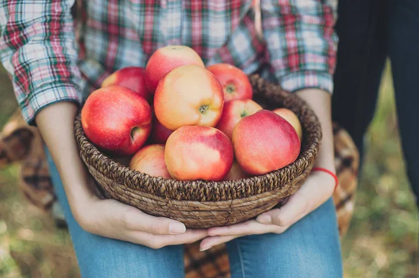 Chica Con Plato Manzanas Rojas Huerto Concepto Cosecha — Foto de Stock