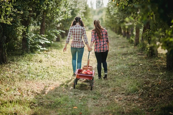 Mädchen Mit Holzwagen Obstgarten Erntekonzept Jugendliche Essen Früchte Bei Der — Stockfoto