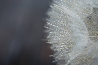 Beautiful dew drops on a dandelion seed macro. Beautiful soft blue background. Water drops on a parachutes dandelion.  clipart