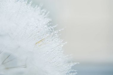 Güzel çiğ bir karahindiba tohum makro üzerinde bırakır. Güzel yumuşak mavi arka plan. Bir paraşüt karahindiba su damlaları. 