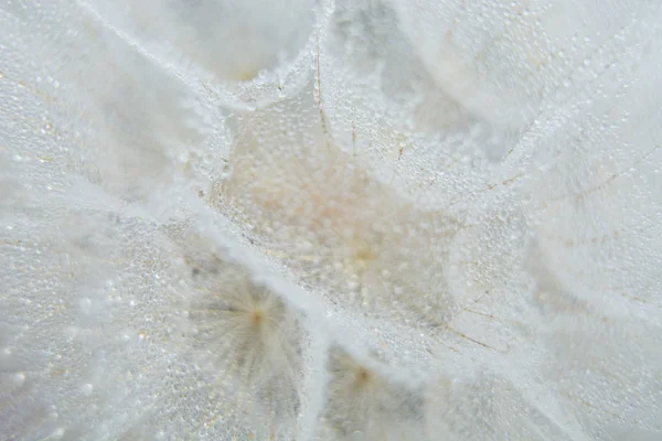 Beautiful Dew Drops Dandelion Seed Macro Beautiful Soft Blue Background — Stock Photo, Image