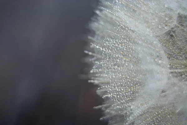 Beautiful Dew Drops Dandelion Seed Macro Beautiful Soft Blue Background — Stock Photo, Image