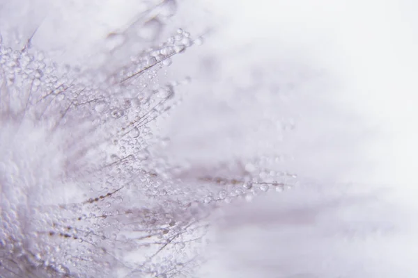 Hermoso Rocío Cae Una Macro Semilla Diente León Hermoso Fondo — Foto de Stock