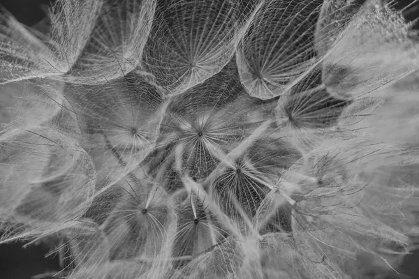 Beautiful Dew Drops Dandelion Seed Macro Water Drops Parachutes Dandelion — Stock Photo, Image