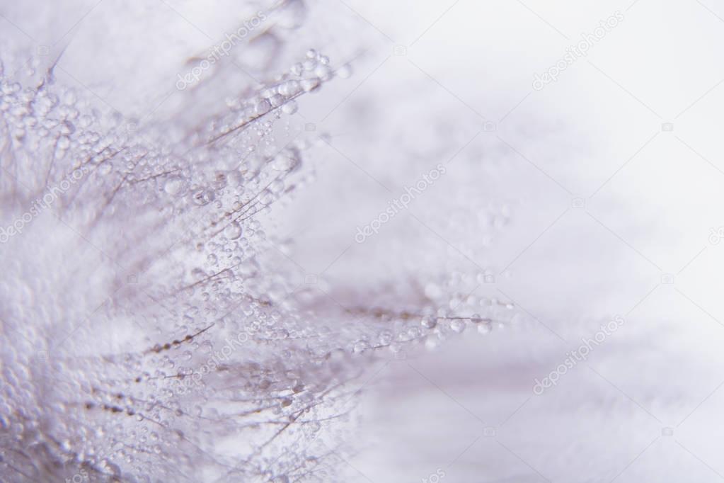 Beautiful dew drops on a dandelion seed macro. Beautiful soft blue background. Water drops on a parachutes dandelion. 