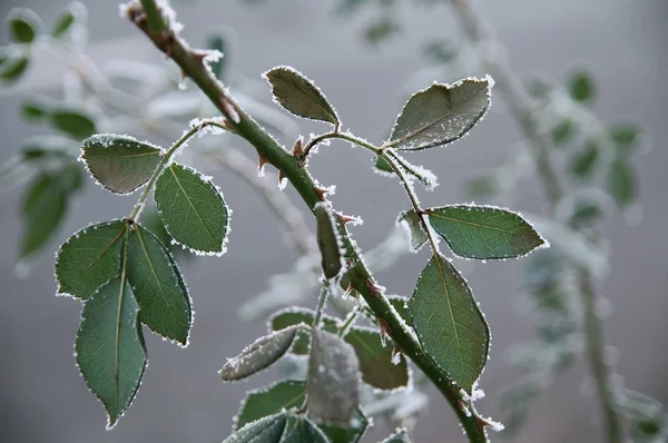 Ramo di rosa con foglie verdi ricoperte di ghiaccio freddo gelo bianco in inverno — Foto Stock