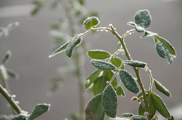 Ramo di rosa con foglie verdi ricoperte di ghiaccio freddo gelo bianco in inverno — Foto Stock