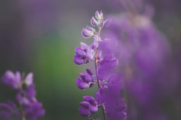 Närbild Färgglad Trädgård Med Blommande Lupine Blommor Mjukt Fokus Selektiv — Stockfoto