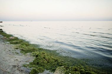 Deniz kirliliği. Ekoloji sorun. Kirli deniz deniz yosunu. Deniz çiçekli. 