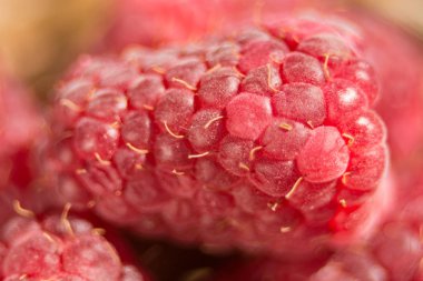 Yakın çekim yaz ahududu arka plan. Hasat kavramı