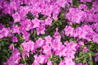 Çiçek açan hibrid Azalia ormangülü hybridum seçimi bir sera içinde