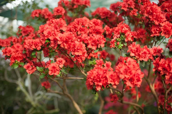 Kvetoucí hybridní Azalia Rhododendron hybridum výběr ve skleníku — Stock fotografie