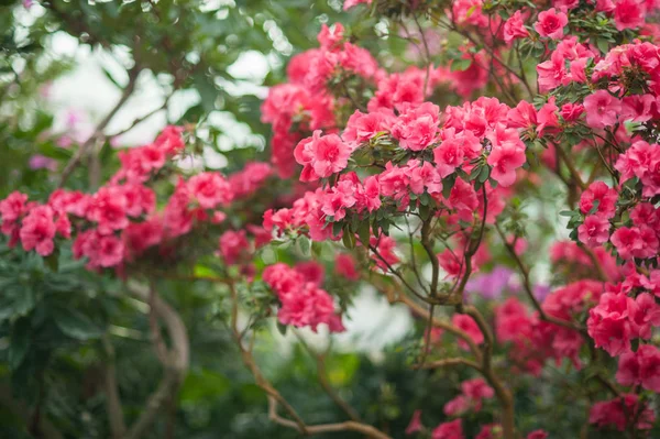 Blommande hybrid Azalia Rhododendron hybridum urval i ett växthus — Stockfoto