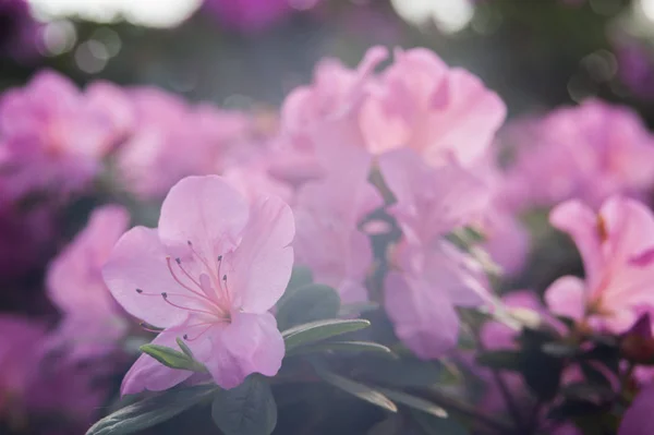 Ανθισμένα υβριδικό Azalia Rhododendron hybridum επιλογής σε ένα θερμοκήπιο — Φωτογραφία Αρχείου