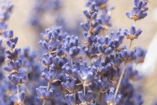 Torkade lavendel blommor och bukett med lavendel — Stockfoto