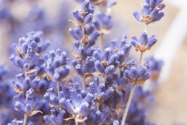 Torkade lavendel blommor och bukett med lavendel — Stockfoto