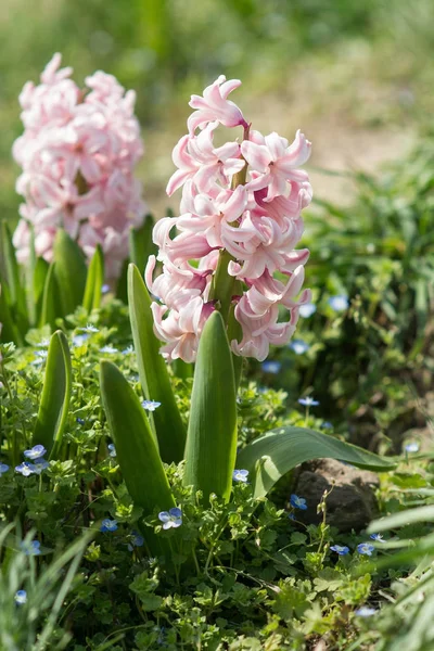 Weergave Van Verse Lente Roze Hyacinten Bloemen Groeien Tuin Sluit — Stockfoto