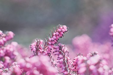 Pembe Erica Calluna vulgaris closeup. Heather, seçici odak güzel çiçekler.
