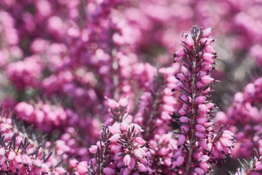 Pembe Erica Calluna vulgaris closeup. Heather, seçici odak güzel çiçekler.