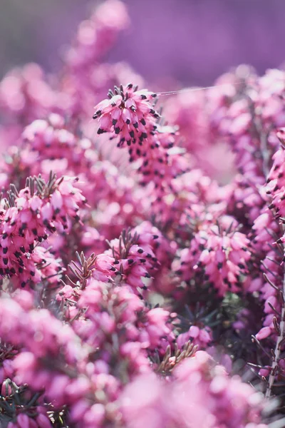 Closeup Pink Erica Calluna Vulgaris Beautiful Flowers Heather Selective Focus — Stock Photo, Image