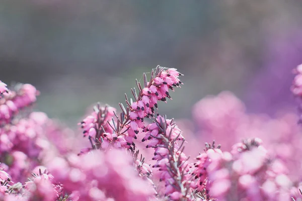 ซอปของส ชมพ เอร คาล หยาบคาย ดอกไม สวยงามของเฮเธอร โฟก สเล — ภาพถ่ายสต็อก