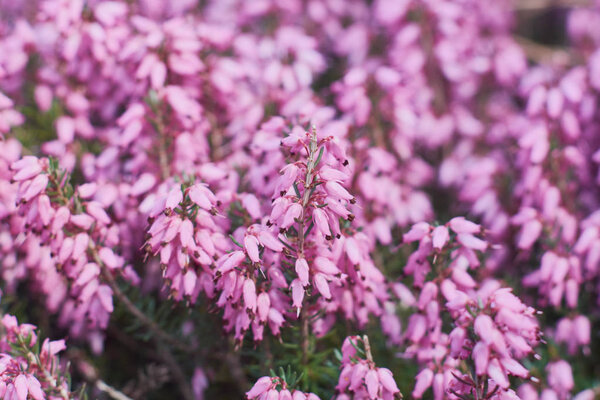 Крупный план розовой Эрики Каллуна вульгарис. Красивые цветы из вереска, избирательный фокус
.