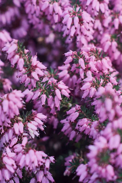 Pendekatan Merah Muda Erica Calluna Vulgaris Indah Bunga Heather Selektif — Stok Foto