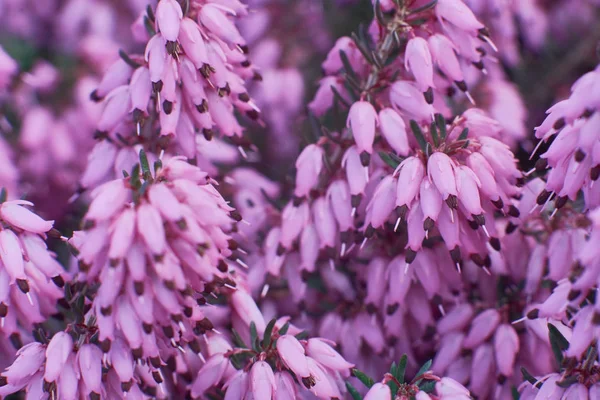 Pendekatan Merah Muda Erica Calluna Vulgaris Indah Bunga Heather Selektif — Stok Foto